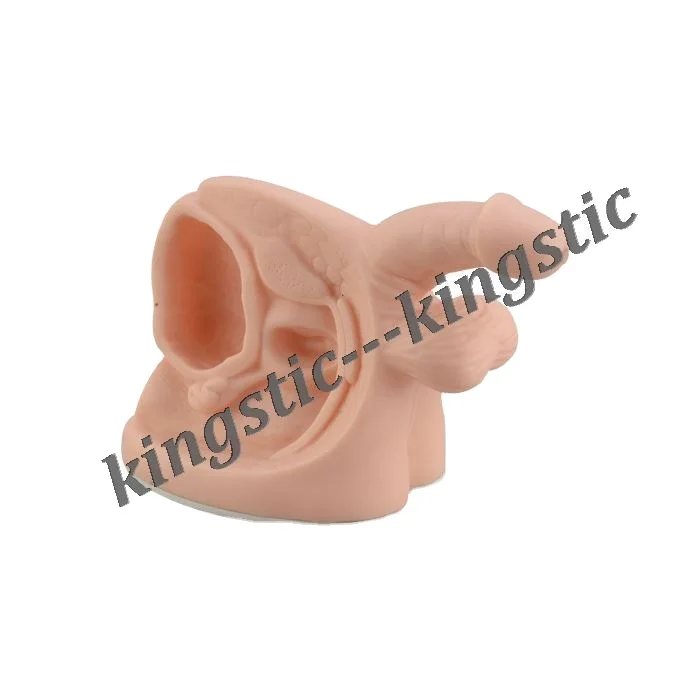 Male Internal& External Sexual Organs Model