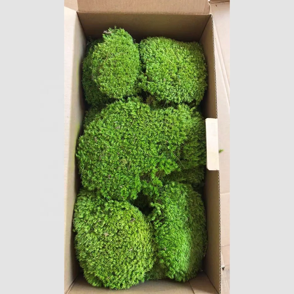 wholesale preserved moss wall preserved lichen moss reindeer real natural preserved moss for DIY home decoration