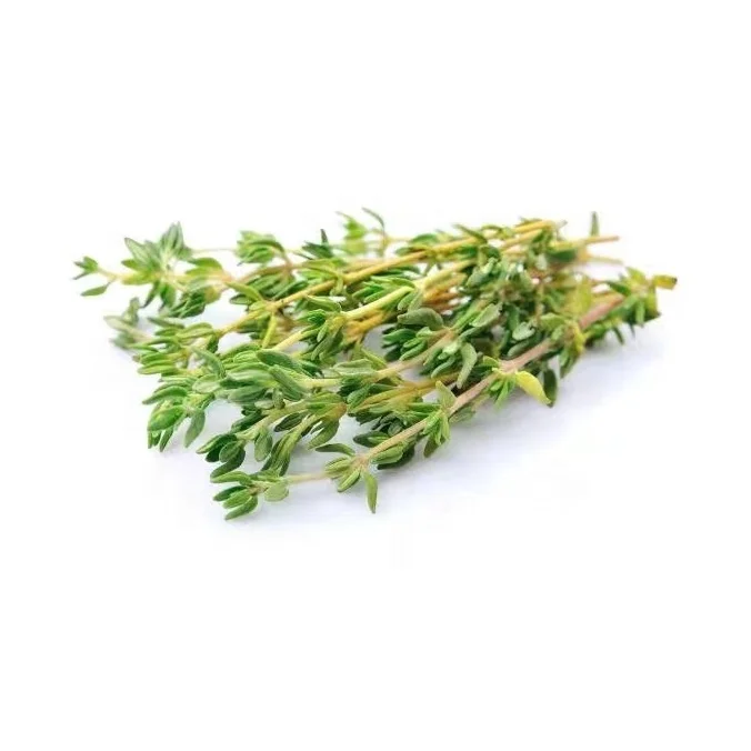 
S019 bai li xiang French Thyme seed 