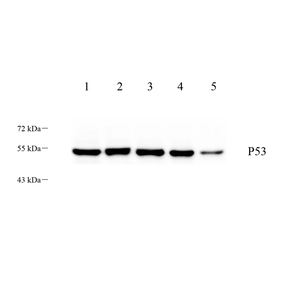 Primary Antibodies Polyclonal Antibody Anti-p53 Rabbit biotechnology laboratory