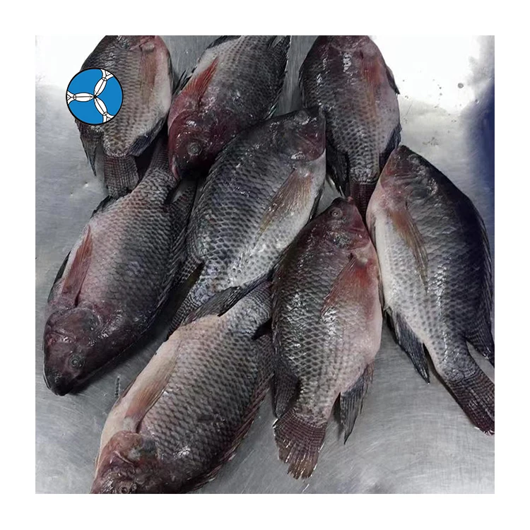 Good Price Seafood Sea Frozen Whole Round Tilapia Fish for Export