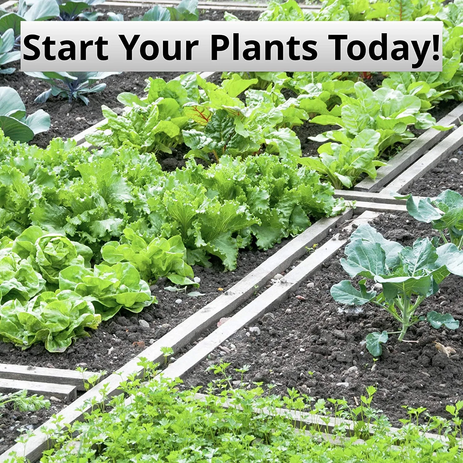 6 cell Transparent Plastic Plant Propagator Seed Trays 12 Cells Seedling Starter Germination seed Tray