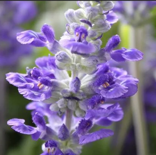 Intense hydration Private Label  Oils Certified Organic Lemon Sweet Orange Ylang  Oils for Sleep and Anxiety