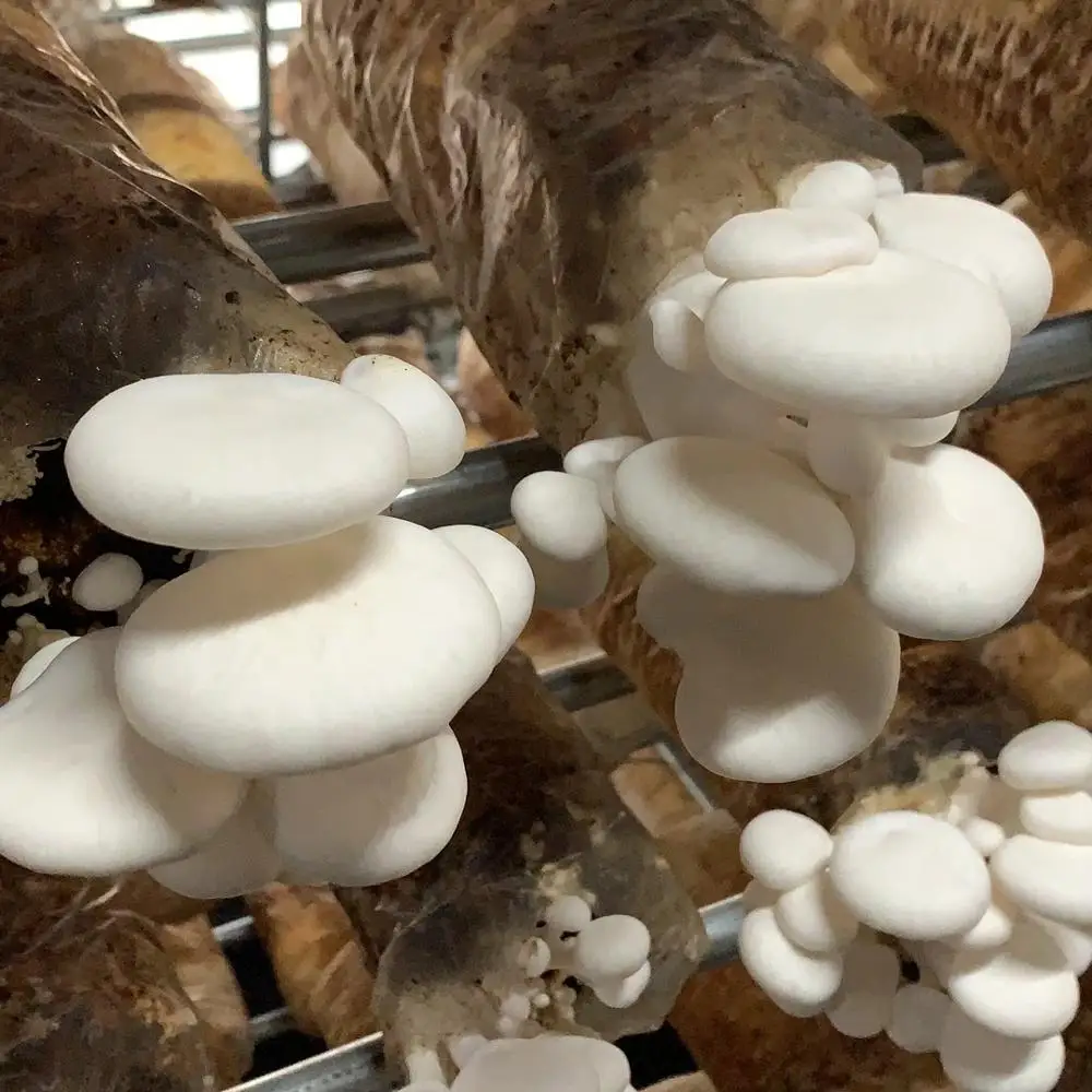 
Bag White Heart Mushroom Golden Style Mom Packing Gap Color Weight Shelf Raw oyster spawn 