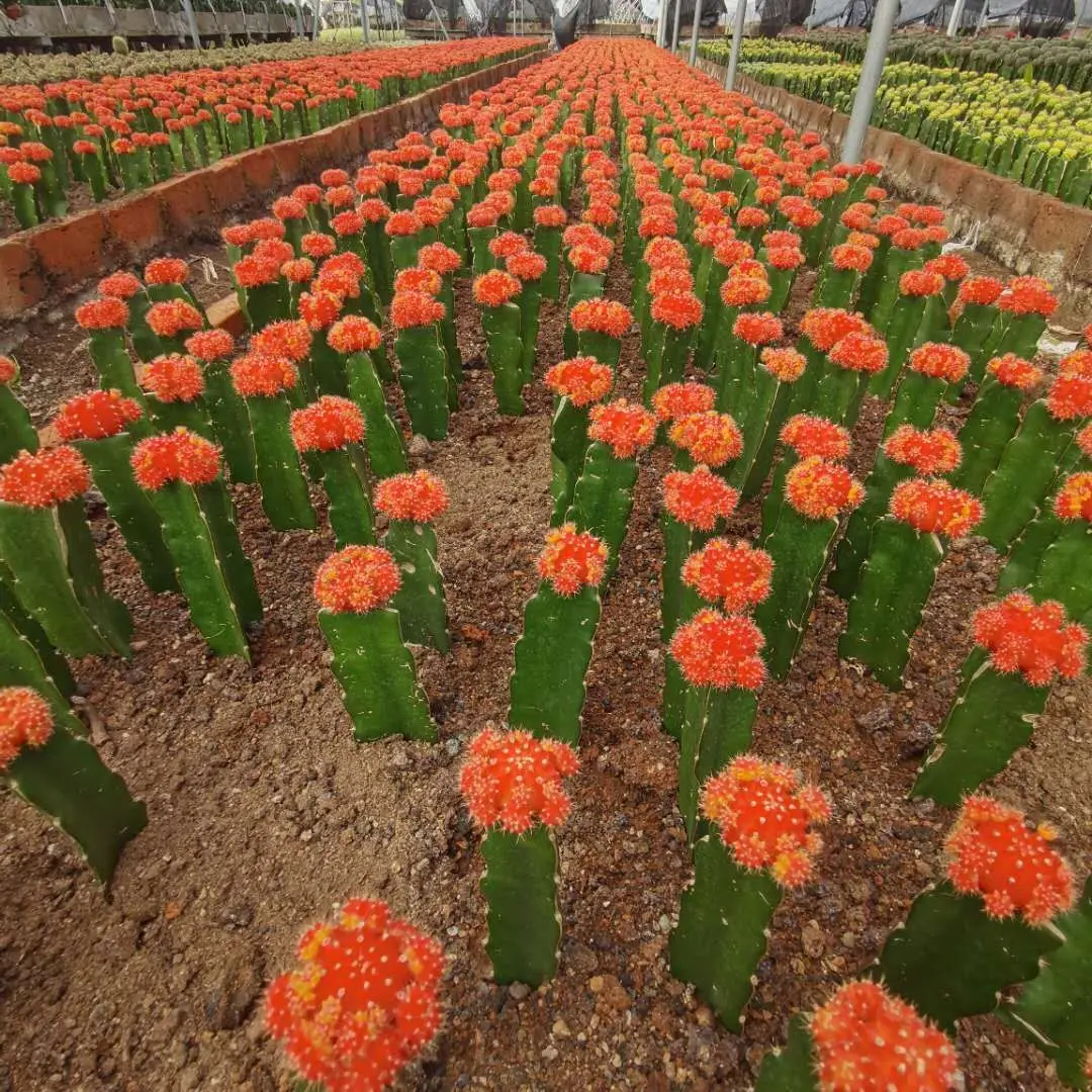 Привитая ЛУНА КАКТУС желтый шар красный красочный кактусы Gymnocalycium Mihanovichii кактус низкая цена