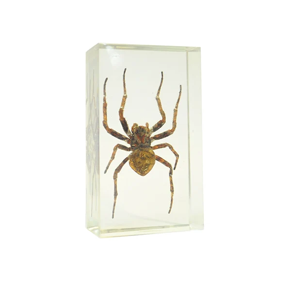 Custom Resin Insect Crafts Resin Specimen Ornaments Bug Paperweight Keychain Gift Souvenir