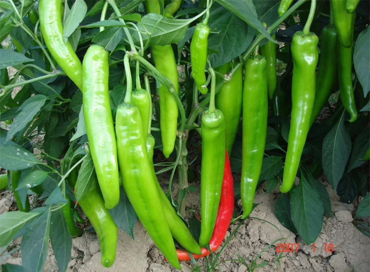 From China Loxowo brand suppliers biological agriculture soil manure foliar grain organic fertilizer