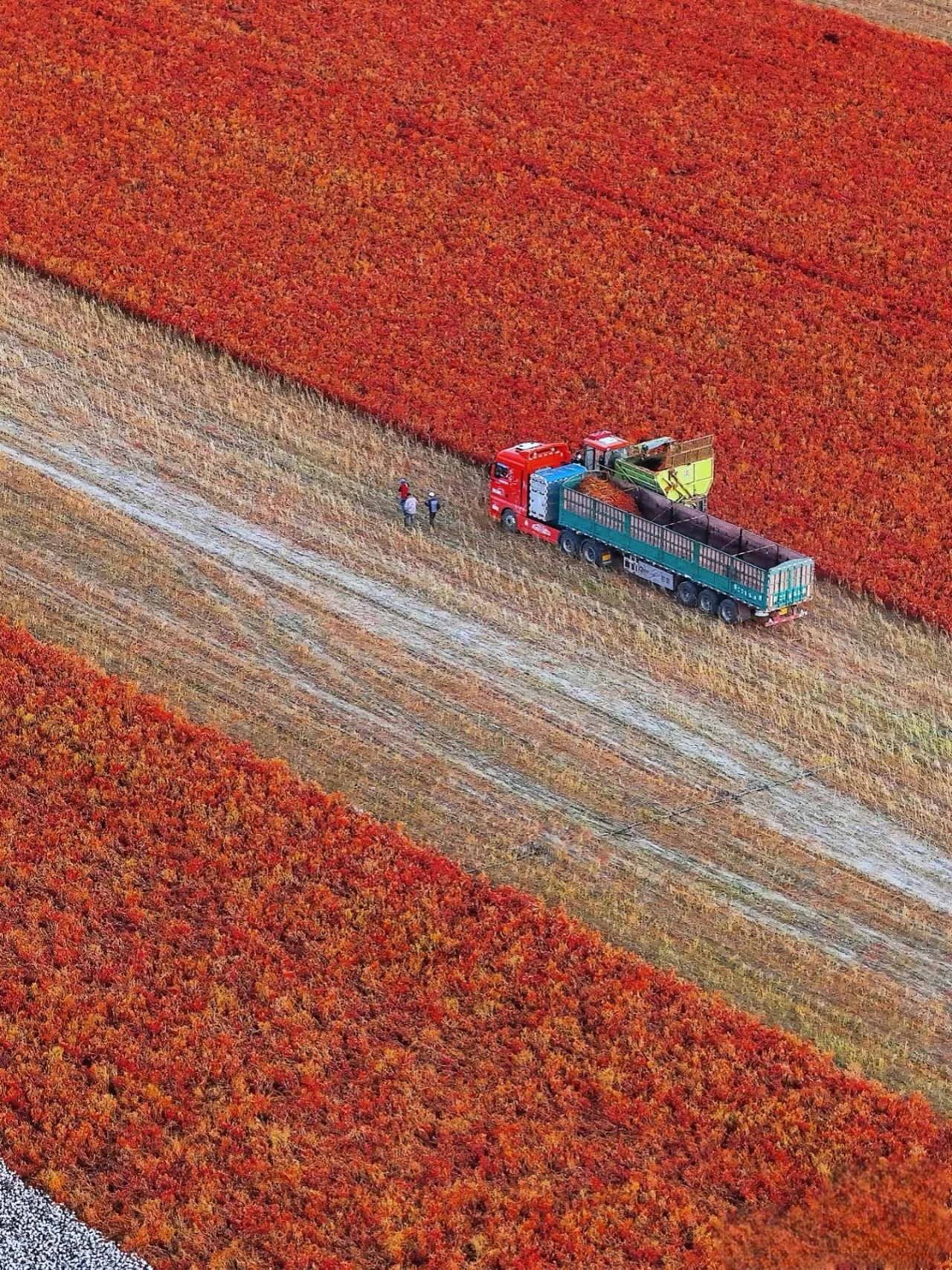 Wholesale Bulk Dry Red Chili Spicy Beijing Red Chili Single Spices Kosher Certified Haccp Compliant Packaged in Bags