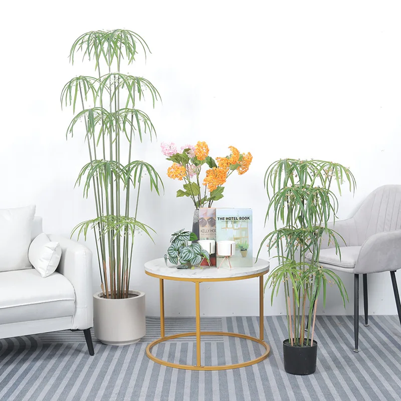 plants24