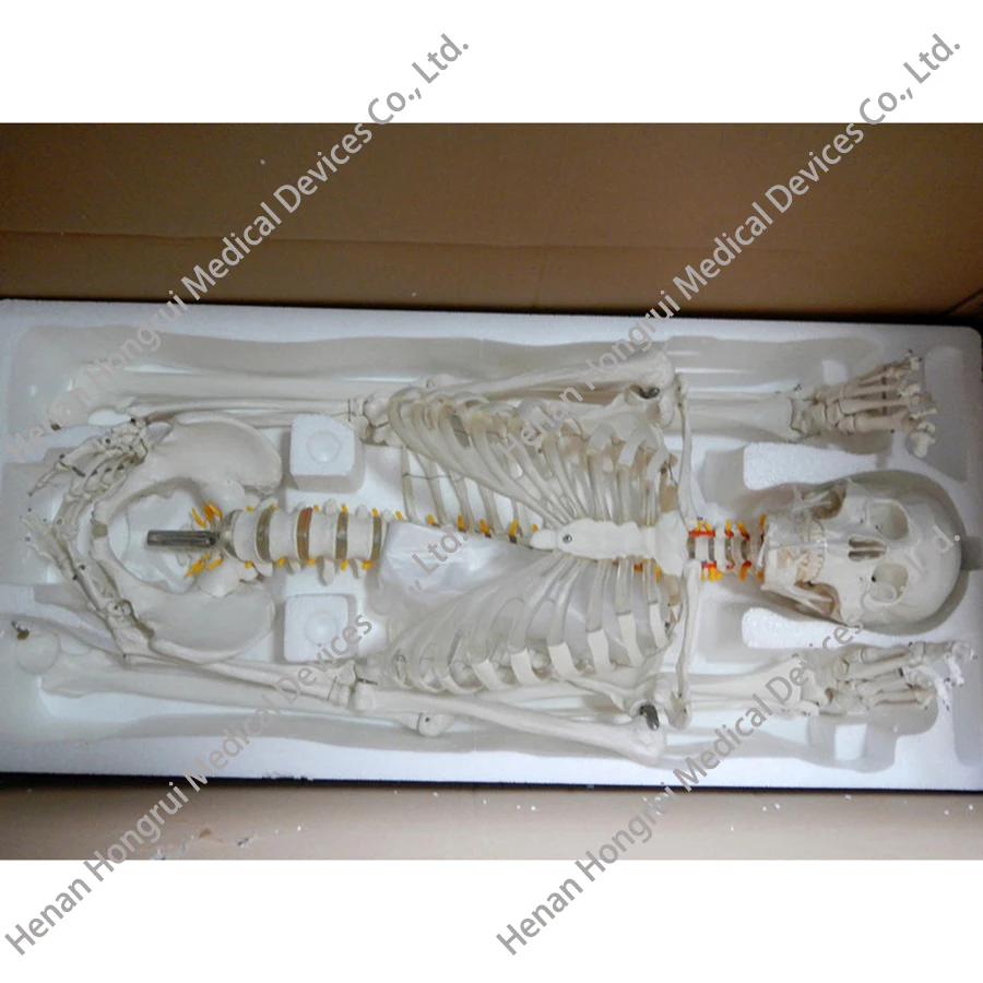 101 SKELETON MODEL (7).JPG