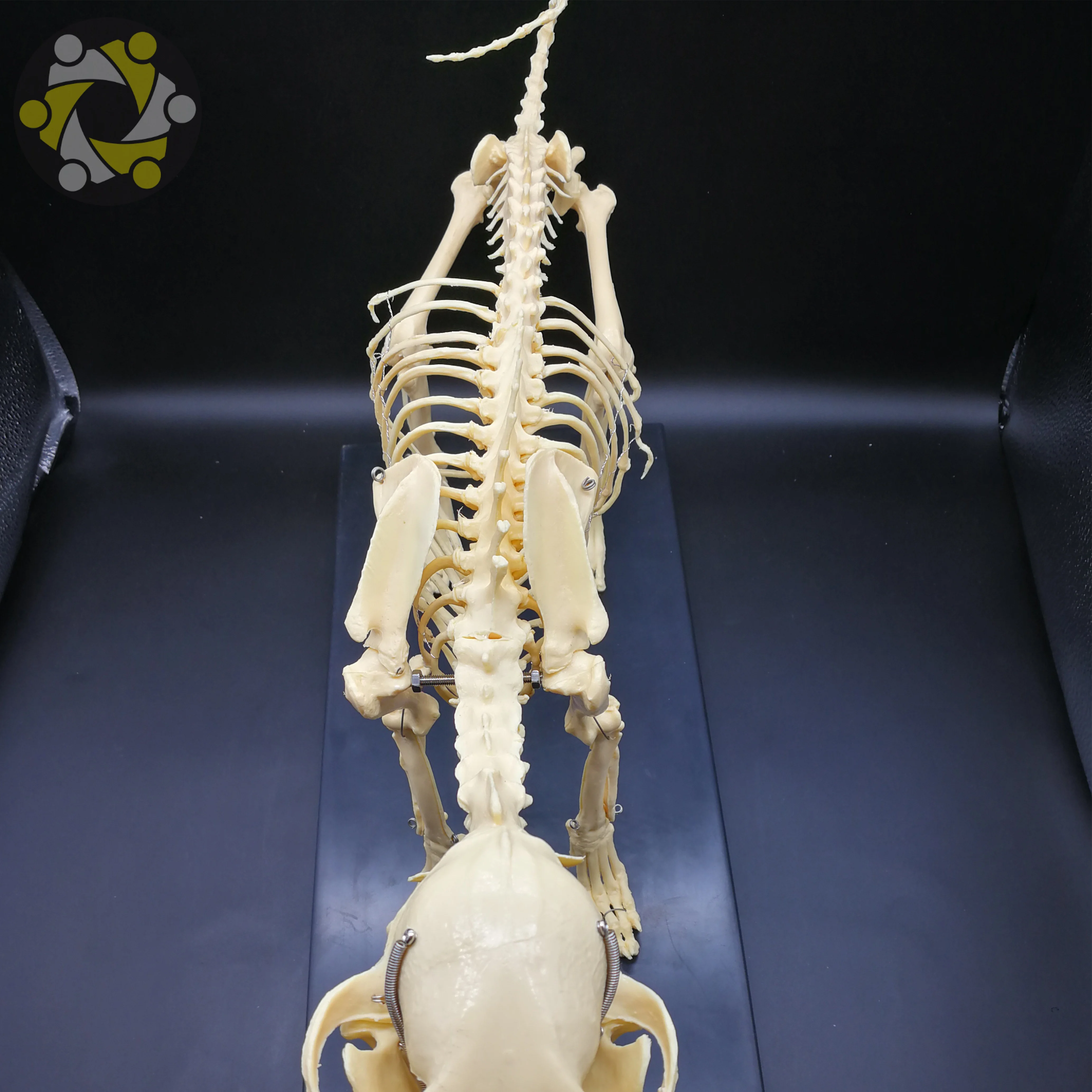 Medical Science Animal Canine Dog Skeleton Model for Medical Education