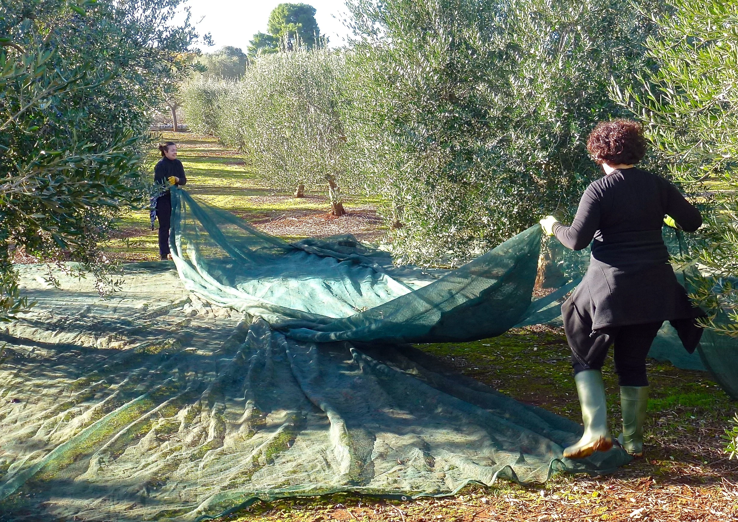Wholesale olive collect harvest net plastic agriculture olive netting