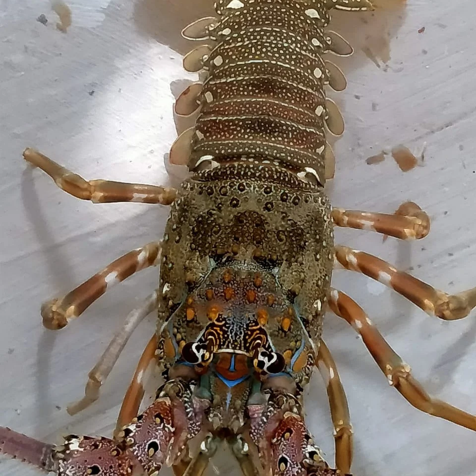
Live Bamboo Lobster 