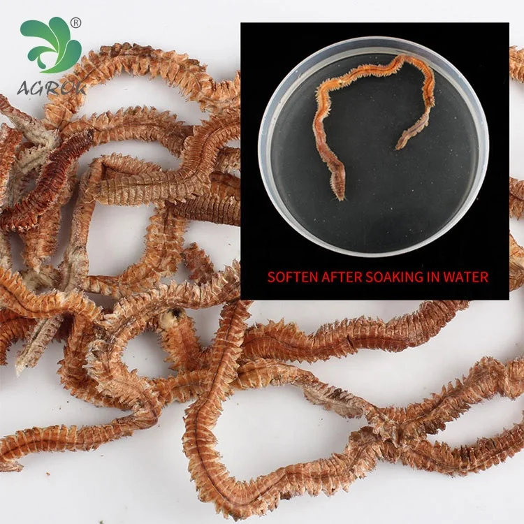 AGROK High Quality Green / Red Sandworm Freeze Dried Clam Worm Bait Fishing Bait