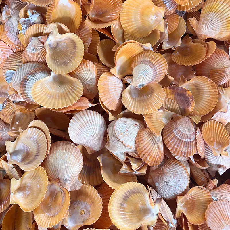 
Beautiful Varies Natural Raw Scallop Shells For Decoration Crafts 