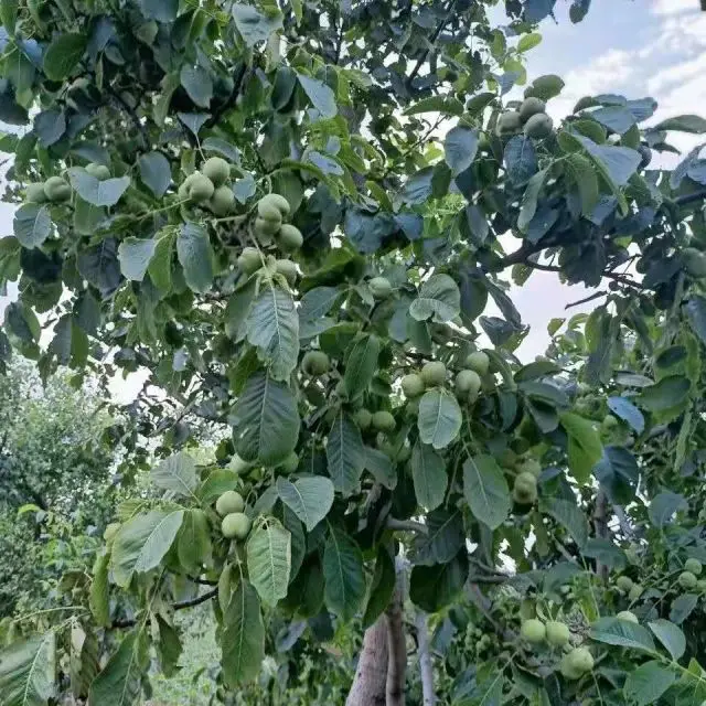 2021 new Xinjiang paper-skinned walnuts and large walnuts original snacks with shelled walnuts 1 kg per carton