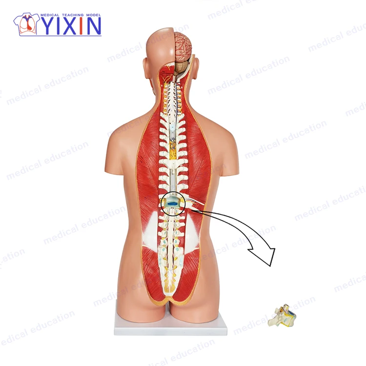 27 Parts  Plastic Human Torso Anatomy Model for Medical Supplies and Equipment