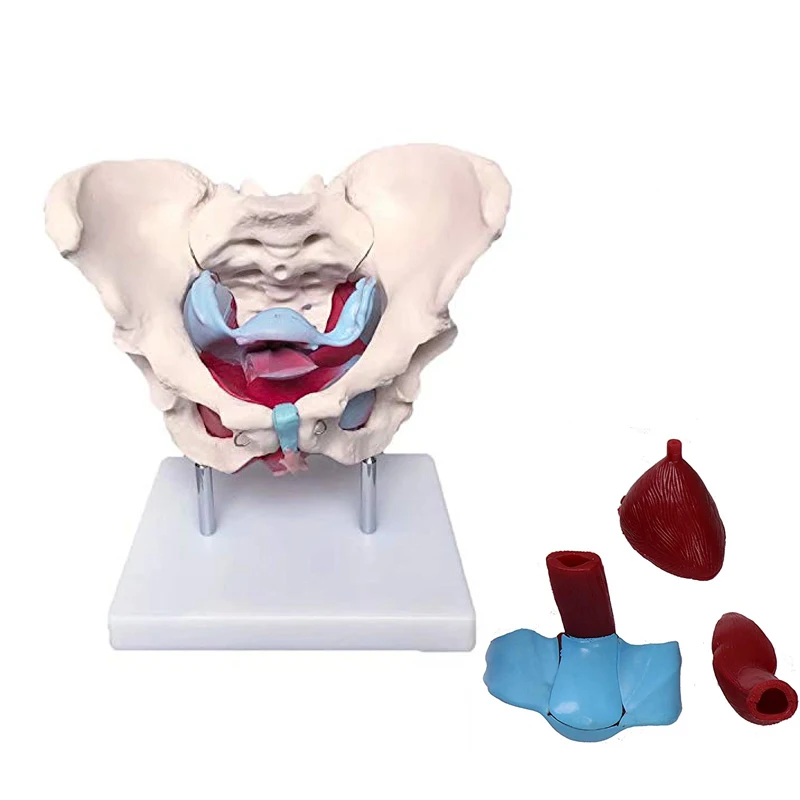 Human plastic simulation bone model and female pelvis model with pelvis floor muscle