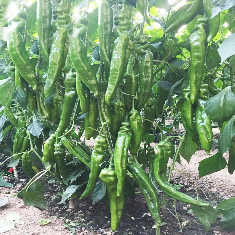 
Chinese Vegetable Seeds With High Yield And Heat Resistance Pepper Seeds 