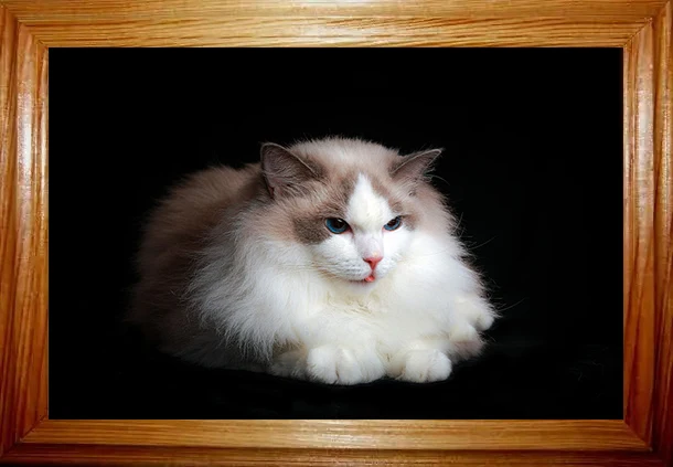 Пользовательский китайский оптовый видео экран картина большая цифровая фоторамка 40 дюймов