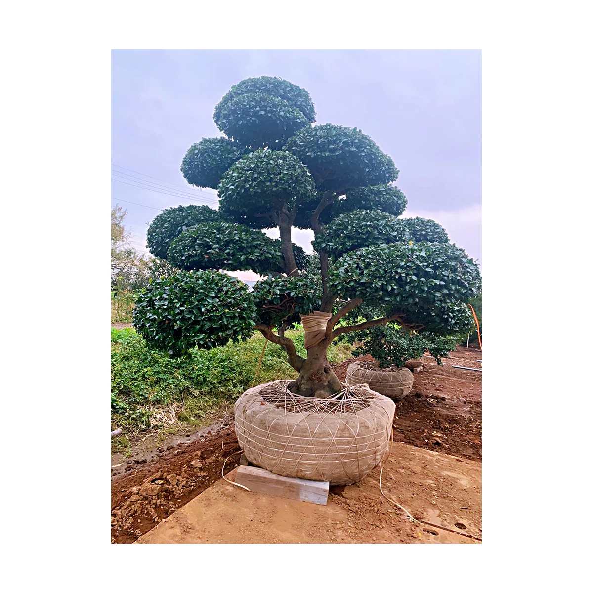 
Japanese super hot wholesale maple tree real bonsai in stock 