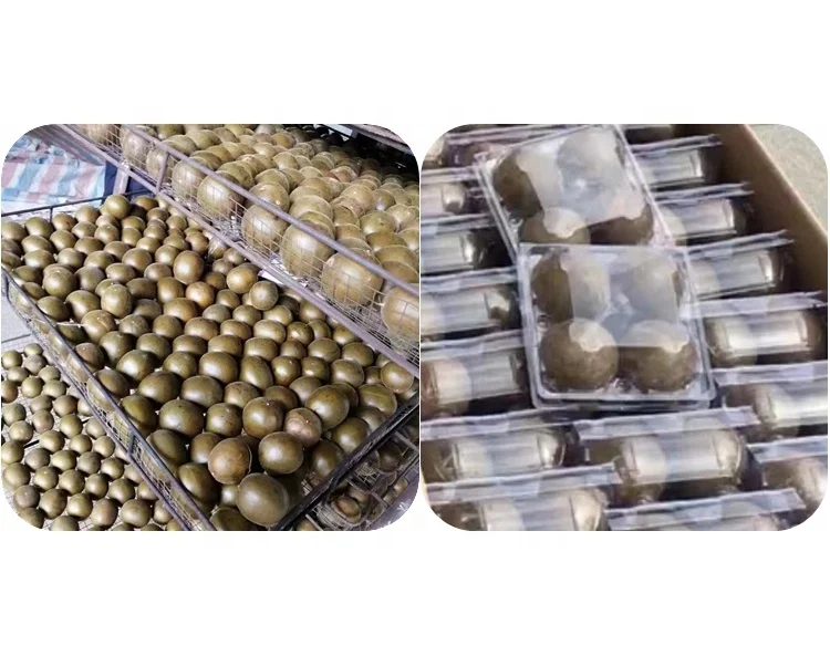 Wholesales Single spices and herbs alpinia premium dried galanga roots natural galangal roots