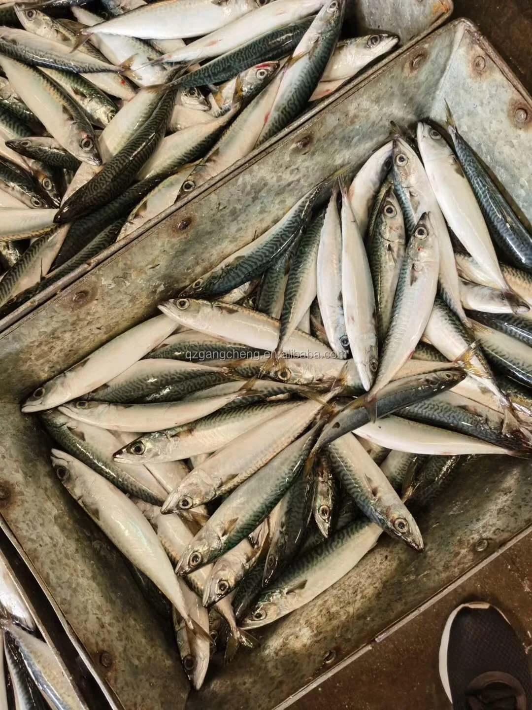 
best iqf mackerel spain mackerel W/R in Good Shape chinese direct mackerel bati fish 