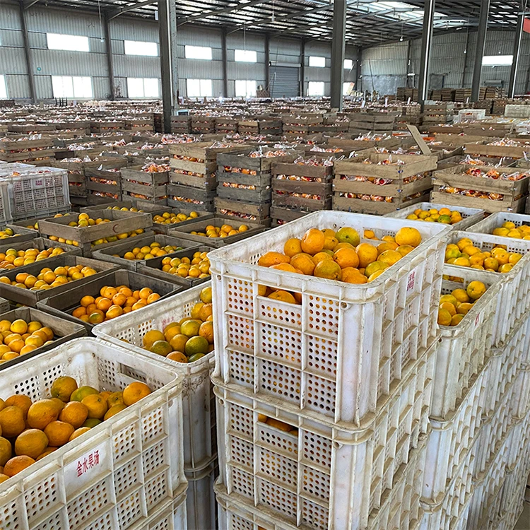 2023 New Season Fresh Baby Mandarin China Fresh Honey Mandarine Orange