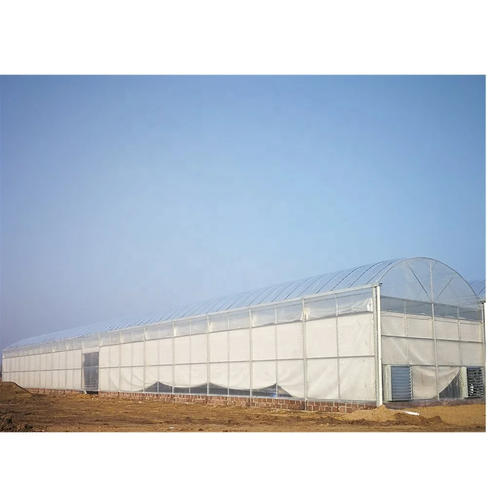 Agricultural Tomato Greenhouse Film Green Houses Tomato Hydroponic System for Tomato