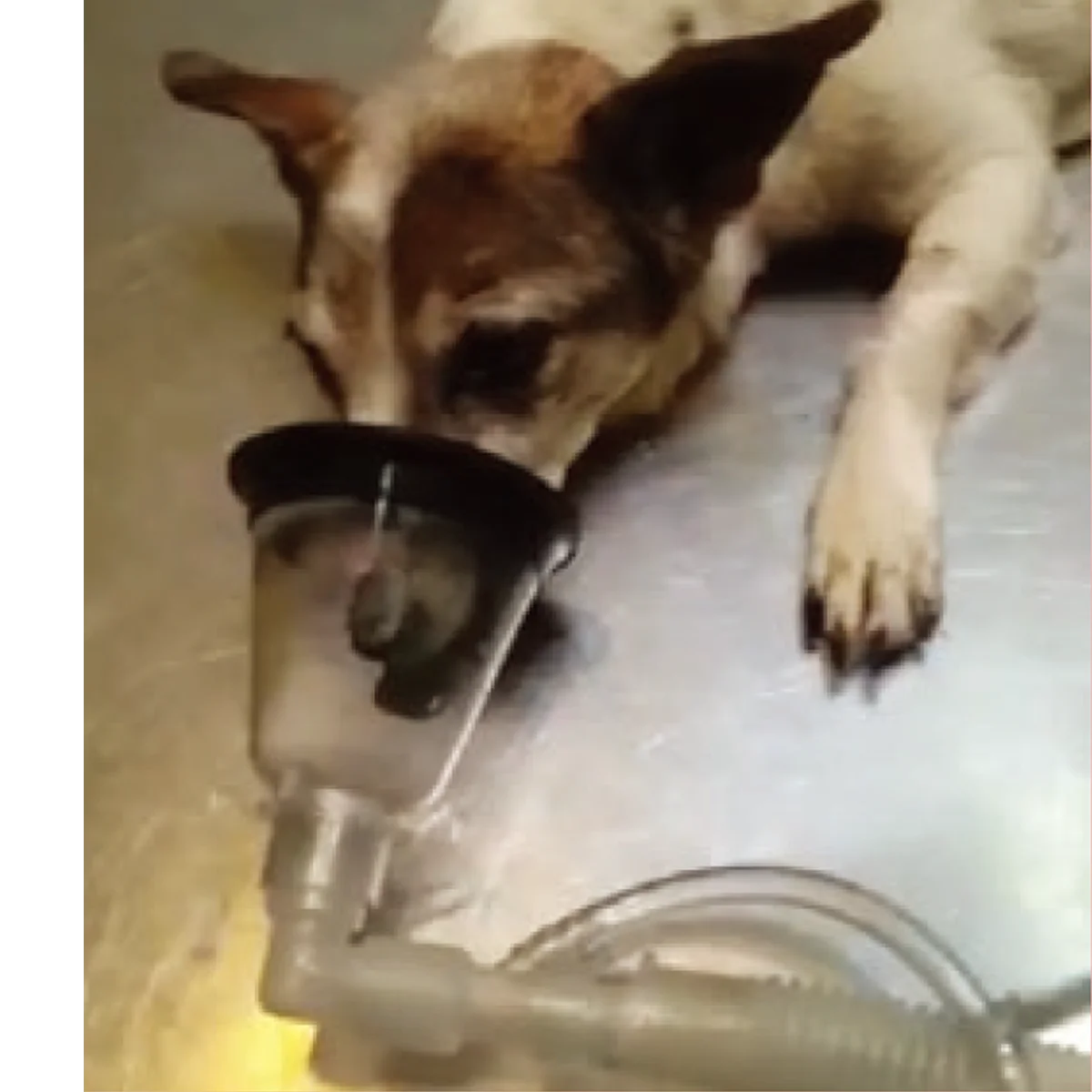 CE/ISO Animal Anesthesia Mask Dog Cat Veterinary Mask