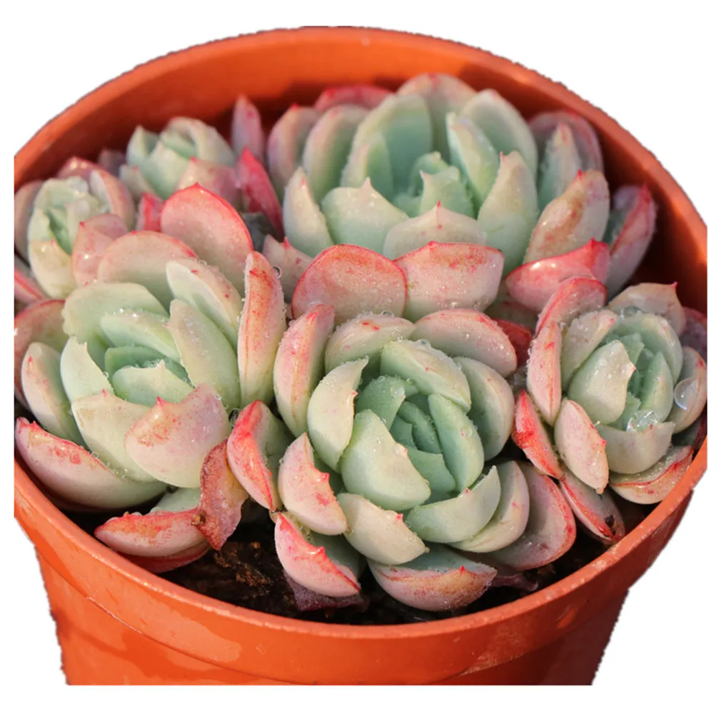 Decor office succulent plant with suitable price live succulents echeveria variegated succulent plant