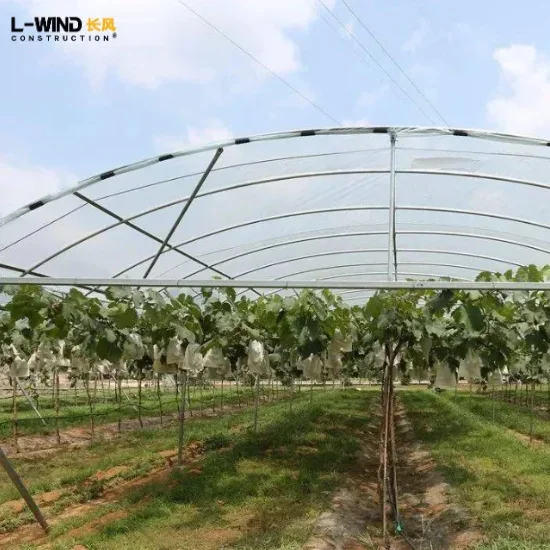 Cherry/Grape/blueberry planting shed  plastic greenhouse planting high tunnel rain shelter greenhouse