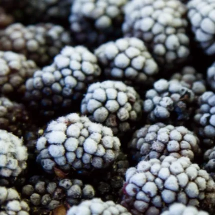 Китайский замороженный фрукт IQF Blackberry