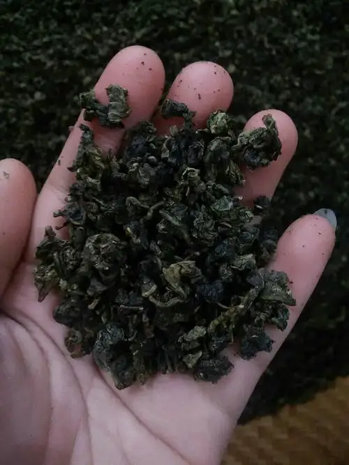 Taiwan Processing Organic Oolong Tea Brands Special Wulong GABA Oolong Tea