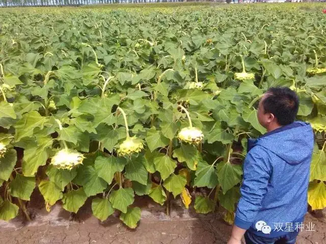 Hybrid f1 edible white sunflower seeds S6608