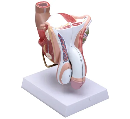 BIX-A1092 Male external genital anatomical model