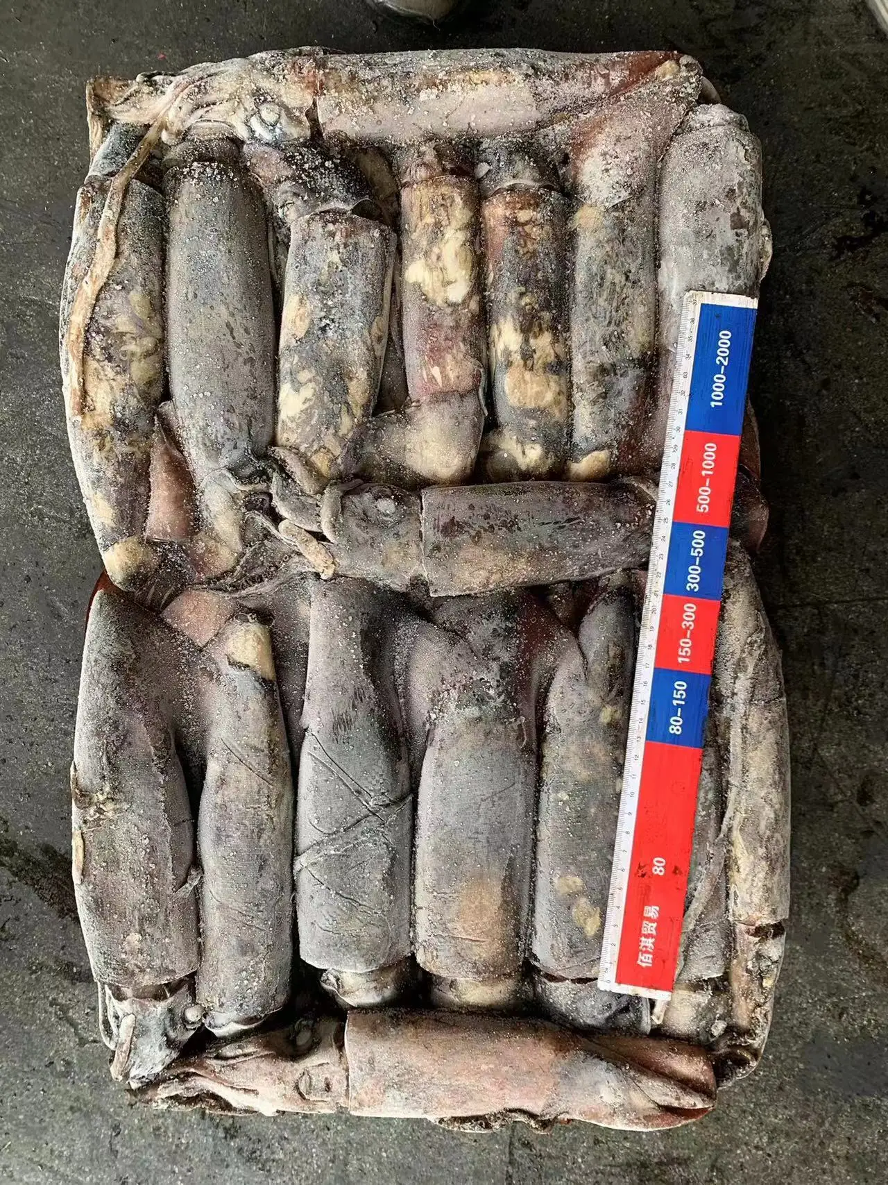 Offer Popular Size Seafrozen Calamari  Woven bag Packing 300-500g Frozen Indian Ocean Squid