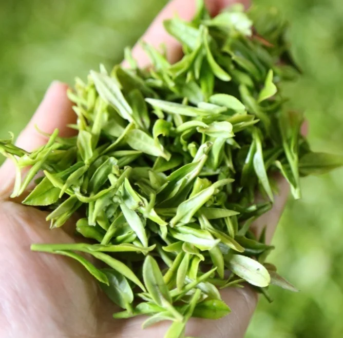 2023 New Organic Top Grade Best Quality Factory Directly Supply  Natural Chinese Wulv Green Tea Scented Green Tea