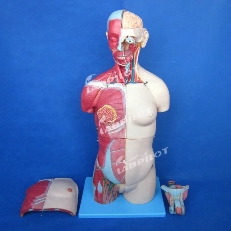 Human Anatomy Torso Model with Muscles and Organs, Head and Torso Mannequin