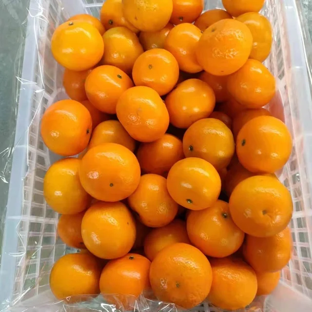 Wholesale China fresh citrus sweet tangerine mandarins