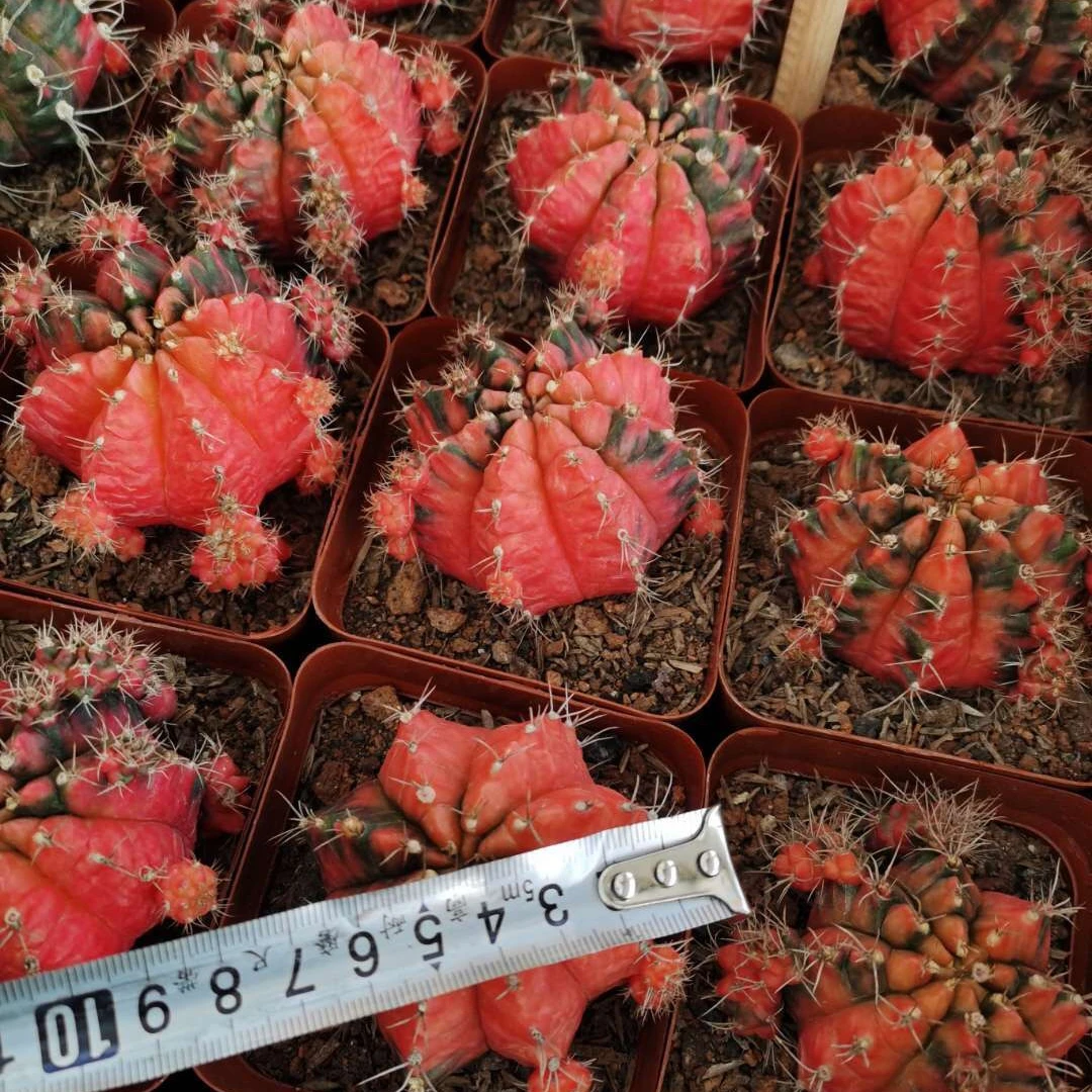 Gymnocalycium cactus live plants bonsai for home garden office decoration