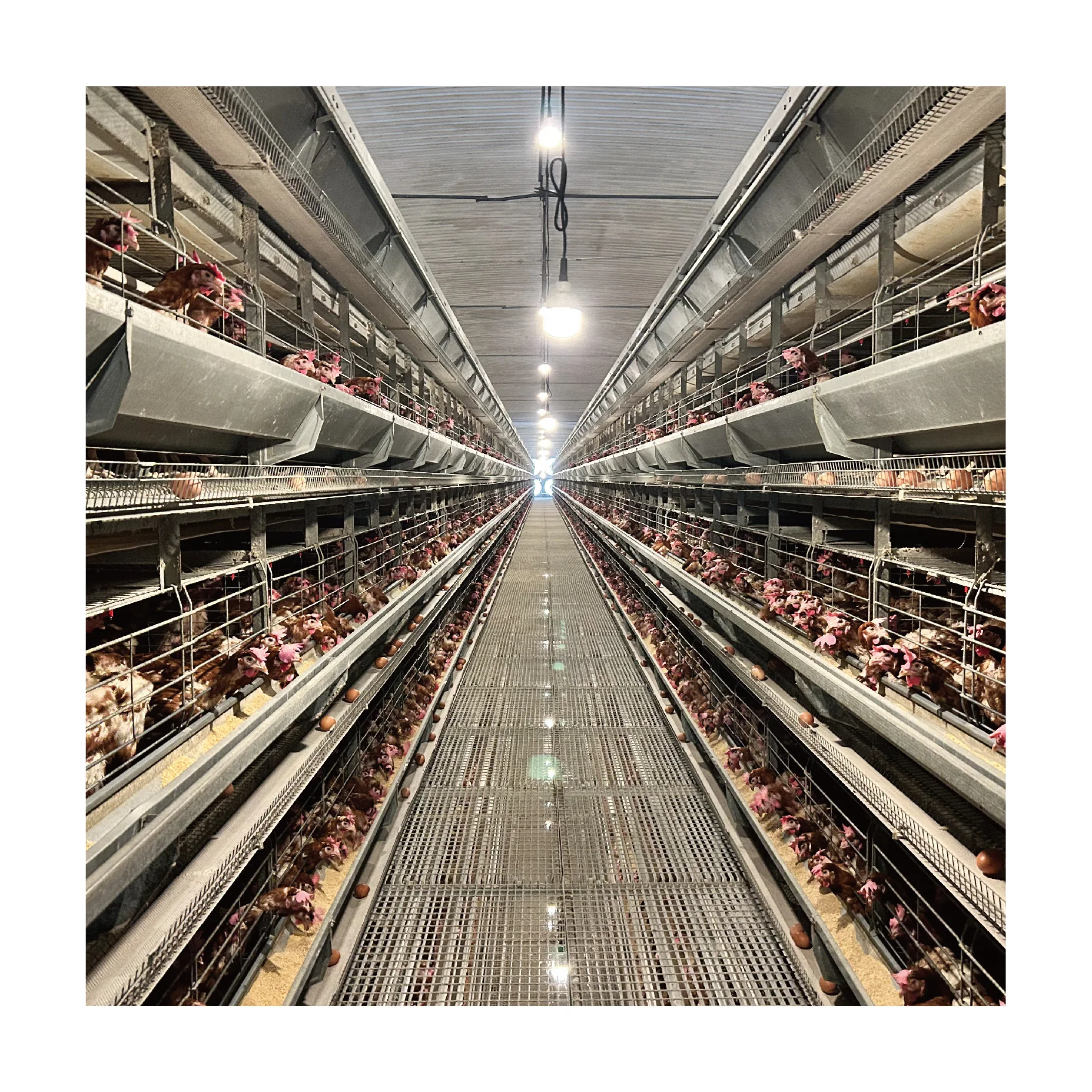 Портативный дизайн курятника клетки для птицы куриные продажи