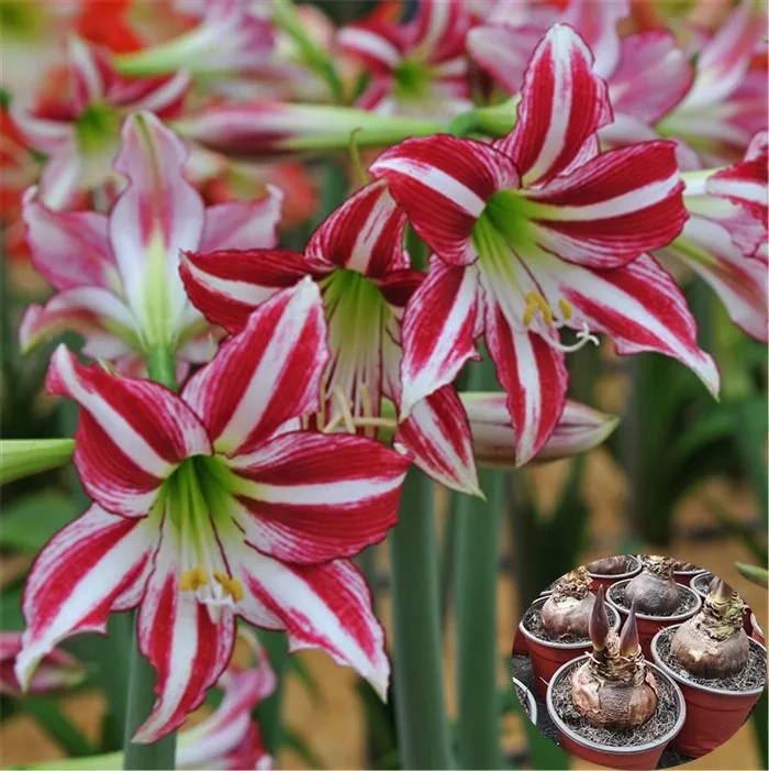 Zhu ding hong Best price bulk dried flower seeds amaryllis seeds bulbs
