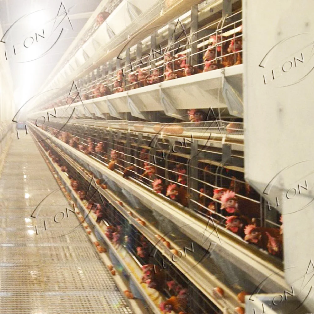 Hot Sale Modern Design H  Type Layer Birds Cages for Big Birds