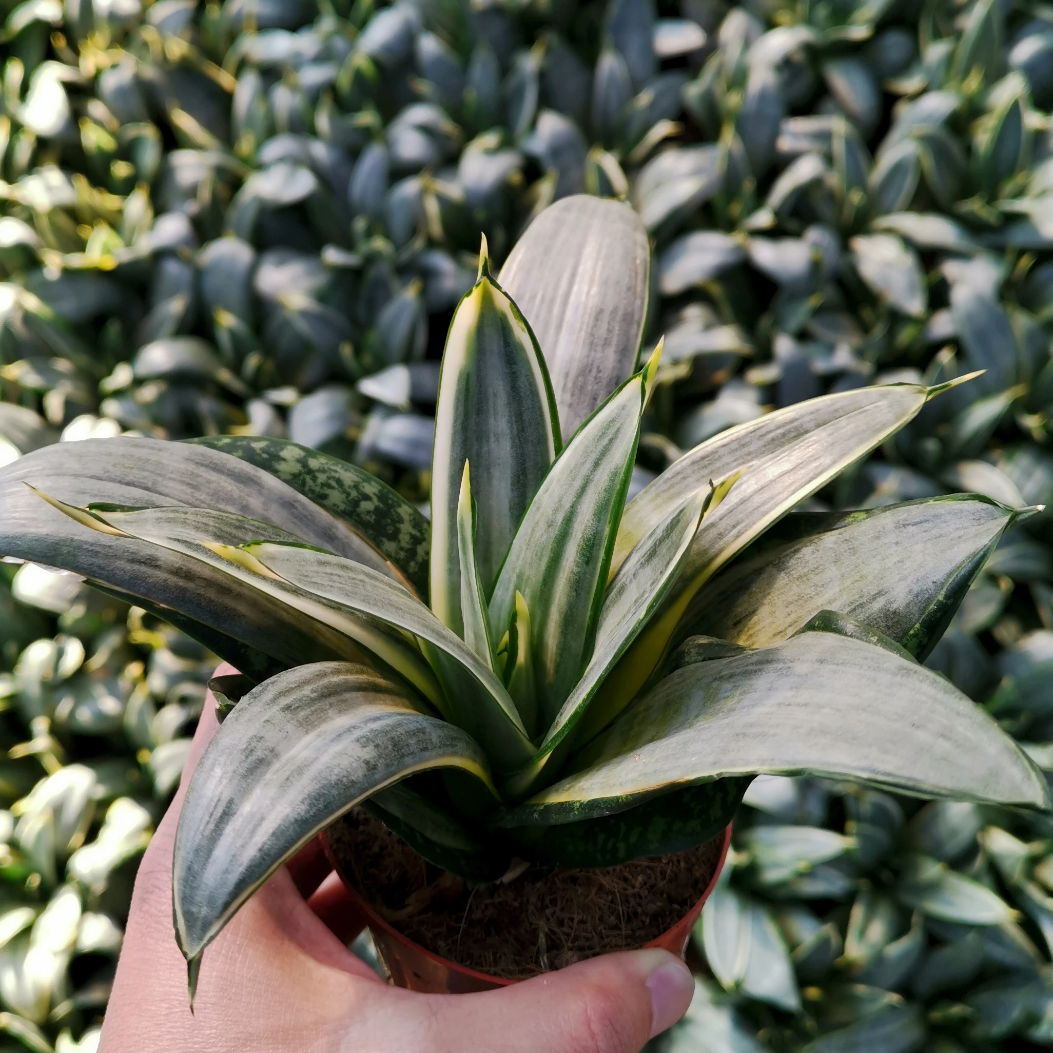 Sansevieria sliver hahnii