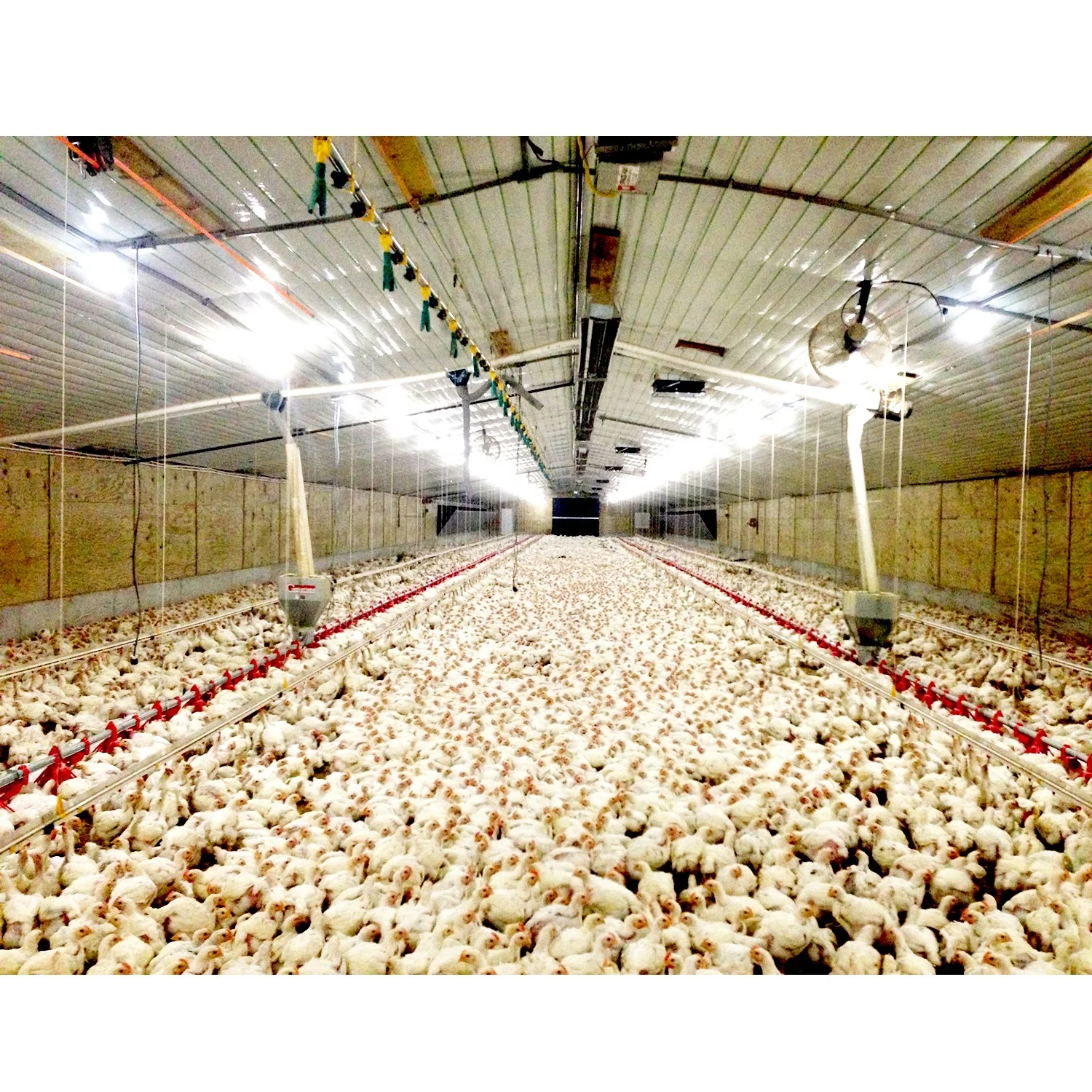 Птицефабрика, строительный дом, куриный дом, птицефабрика