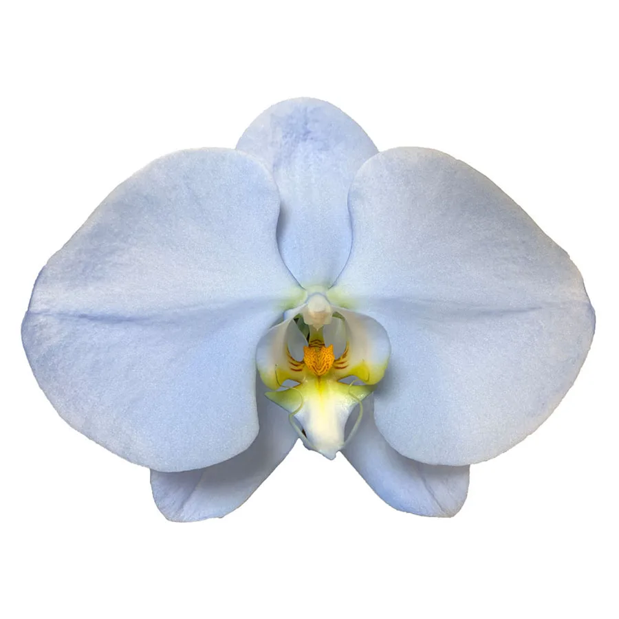 Wholesale Cheap Phalaenopsis Orchid Preserved Flowers Sky Blue Orchids