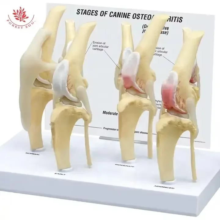 Dog Four Stage Knee Arthritis Model Anatomical Model Knee Joint Animal Models