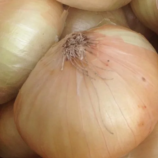 EGYPTIAN FRESH YELLOW ONIONS