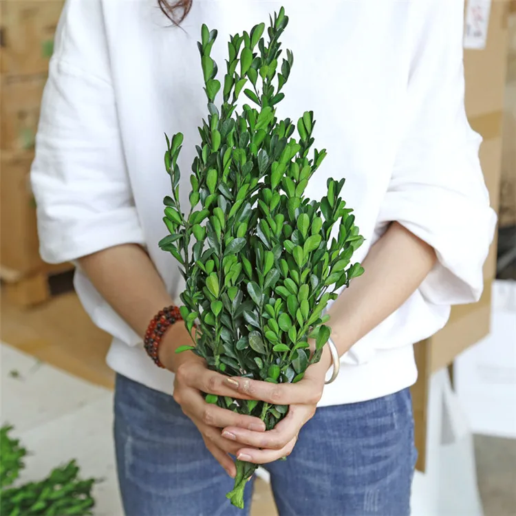 Artificial Preserved Buxus microphylla Metal Flower Design for Home Garden Handicraft Protection for Household Decoration